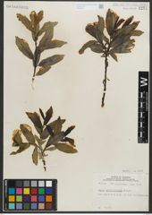 Foto von Salix myrtillifolia Anderson